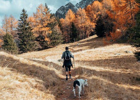 Tips for keeping Safe when hiking with dogs